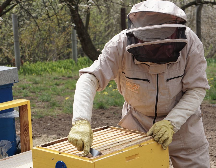 نربي النحل بشغف — Beekeeping in Tafila Mountains, Jordan